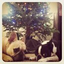 Margaux Lee - @maggienewmedia - Twitter