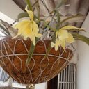 Doris Caraballo - @doristeres - Twitter