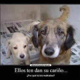 Fundacion wellitas caninas