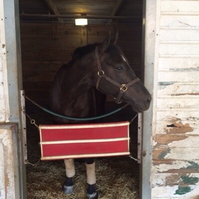 i'm a retired 11 year old lawn mower that loved the AP Turf course. My human is a Racing Fanatic, Thoroughbred Owner and Breeder, cowhand, and roper.