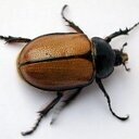 escarabajogdl's profile picture. 