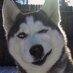 HuskyCast Profile Picture