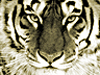 tigercash's profile picture. The best product for internet marketing and make money online.