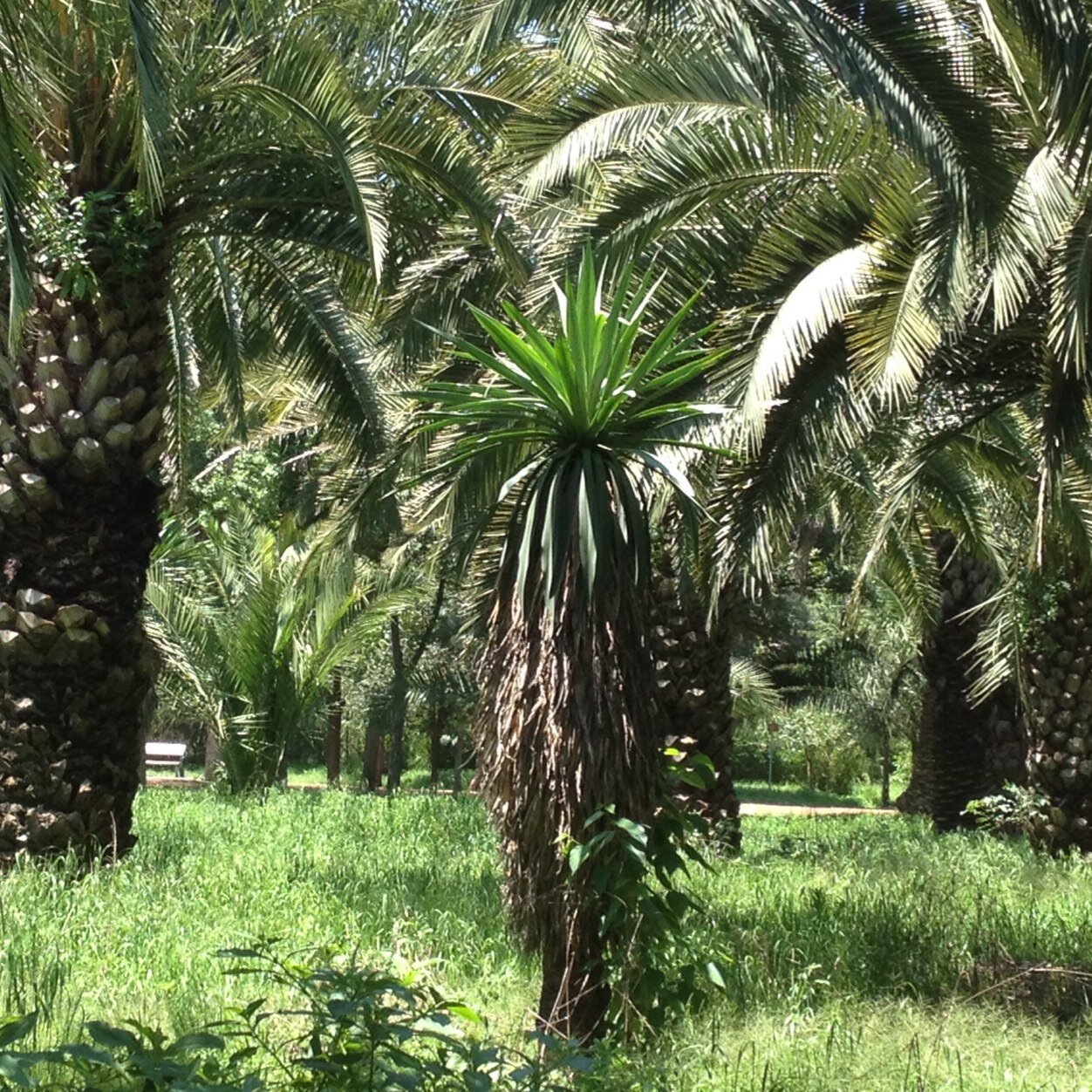 AcaciasDf's profile picture. 