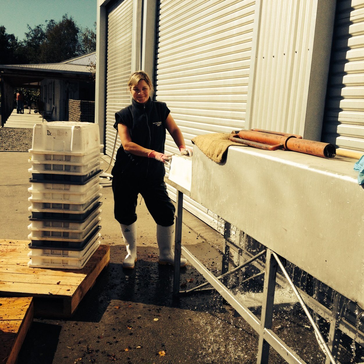 Working in Marlborough's wine industry.