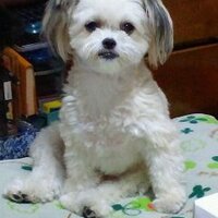 マヨウス (@ynwa__sg8) Twitter profile photo