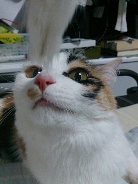 ゆるっと猫テロbot 本名は｢うな｣。ジョジョの奇妙な冒険第5部トリッシュ・｢ウナ｣より。
