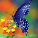 Sharon Lepore (@02c75827d10045a) Twitter