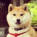 Glow in the Doge Coinye