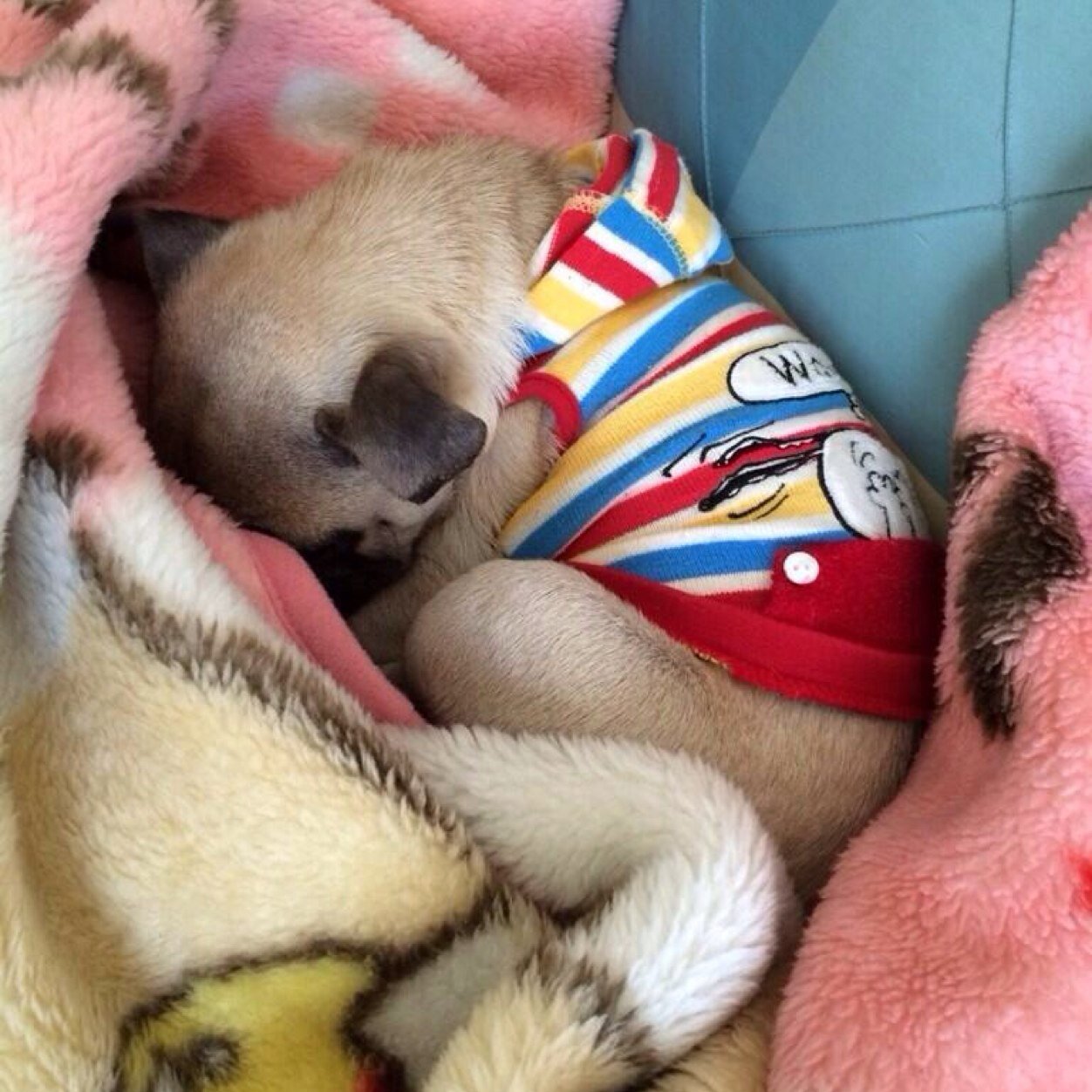 toppuru's profile picture. 社会人始めました。