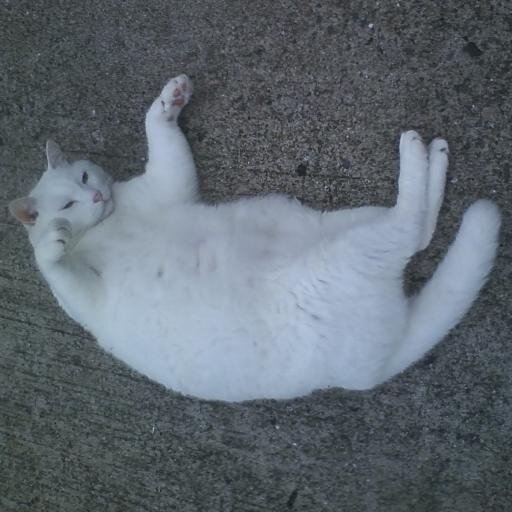 go_to_barakamon's profile picture. 回線弱者