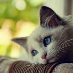 nyakoQ's profile picture. YURAと申します。細々と歌っております。今後の活動は主にYouTubeライブ配信になります||@yurayurakitune||🌸「Secret Plan」Vo.担当。体調と相談しながらゆっくり活動しております。よろしくお願いします。2022.11.3大好きな坂本英三様より 『不良少女』の称号いただきました✨笑