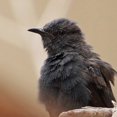 passionate photographer, love wild birds. ممارسي القنص غير مرحب بهم. 
 من يحبس طير في قفص غير مرحب به