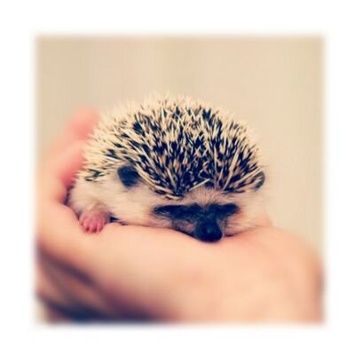 52choko's profile picture. ﾃｲﾗｰ / ｸﾞﾚｲﾄﾌﾙﾃﾞｯﾄﾞ / moumoon  / ｻｲﾓﾝ & ｶﾞｰﾌｧﾝｸﾙ / ﾎﾞﾌﾞﾃﾞｨﾗﾝ / 伊坂幸太郎 / ﾑｰﾐﾝ  / 苔職人                            (松・∀・戸)