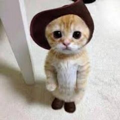 かわいい猫の画像集 誰もいないはずの自宅から着信 恐る恐る出てみたら和んだ Http T Co Xgy8fgbb5s