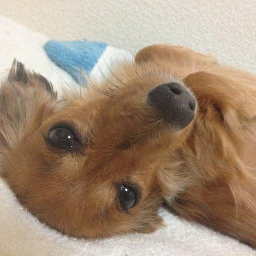 語学が好きです。 https://t.co/ogwt26JeVC