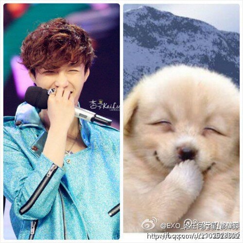 Exo is killing me softly...... and I love it...