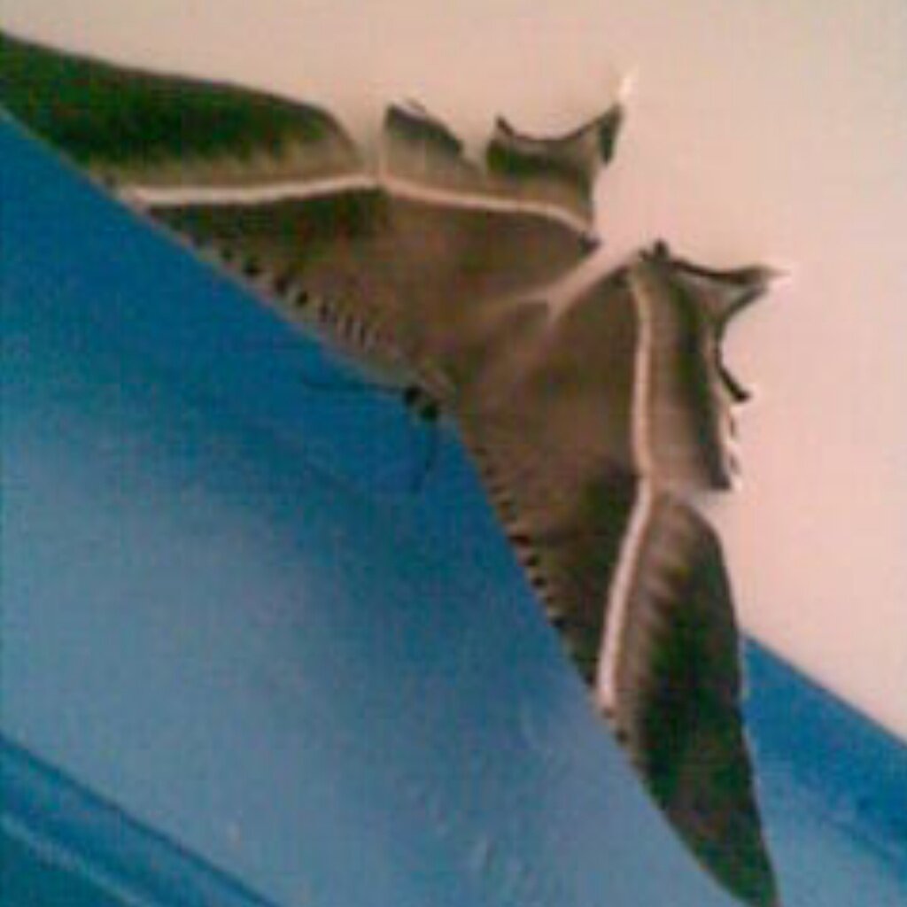 hellos43705's profile picture. 