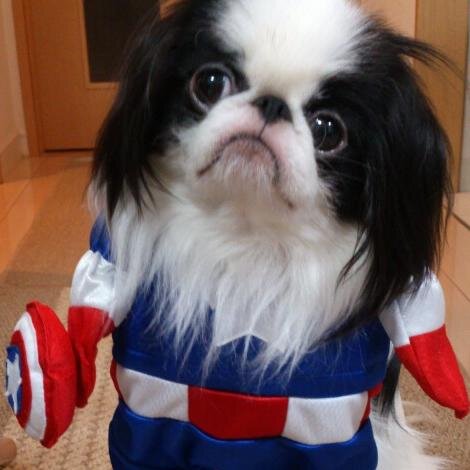 mmdy_1015's profile picture. 犬です、狆のももです。2011/10/15生まれのおにゃのこです。
公園が大好きだよ！
インスタ始めました✨
画像の二次的な利用を禁止します。ご遠慮下さい。