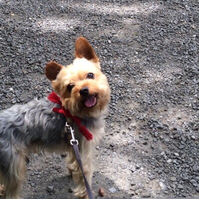 GoToshi0120's profile picture. 