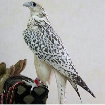 من لا يداري خاطرك لا تداريه بعض المدارى للخواطر مذله^°