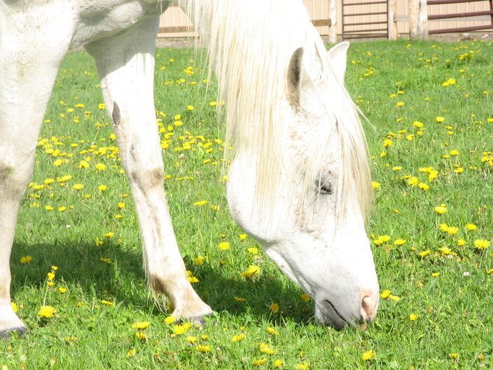 Breaking with traditional wisdom on selling horse property.  Comps are out. Social networking nationally is in.