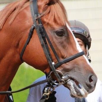 趣味は競馬などです。  一口馬主やっています。出資馬の名前をつぶやきます。意味なくつぶやきます。無意味につぶやきま～す。