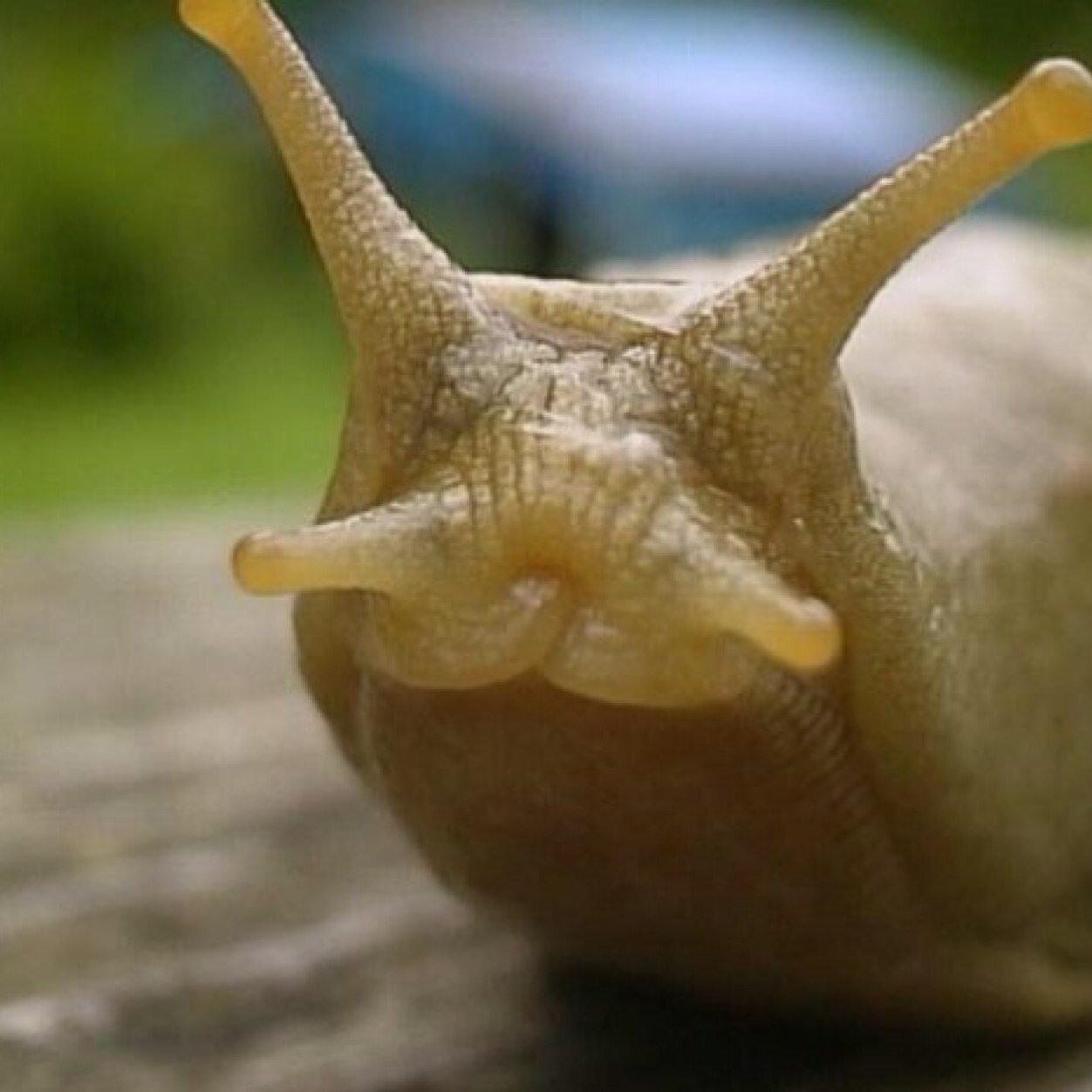 verycoolslug Profile Picture