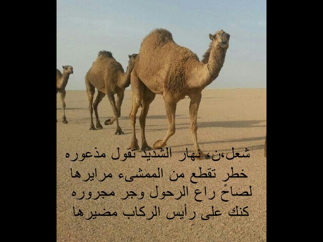 : صدن عن الموجبه ماهوب من طبعي مـانـي بتـارك ربوعـي لـو كبر شـانـي حلفت لاموت ما قفّيت عن ربعي وشلـون أقفّـي وانــا من #الاد_شيباني