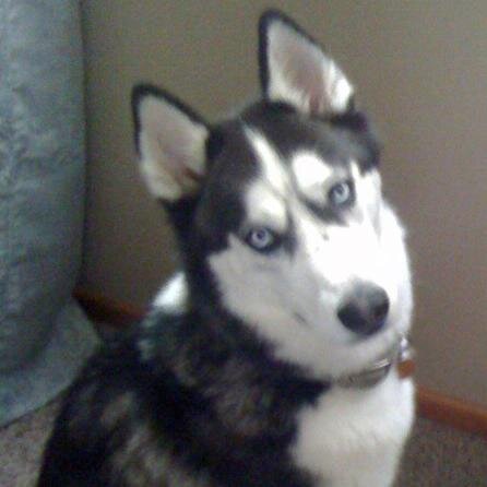I'm a Siberian Husky who loves to run, play outside & explore. Check out my mom's books about huskies!