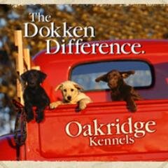 Dokken Oak Ridge Kennels - Where Dogs Become Champions - World Renowned for Over 30 Years. #GunDog #BirdDog #ShedDog #Dokkens #Dokken #Labrador #TomDokken