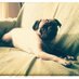 Pug Matters (@pugmatters) Twitter profile photo
