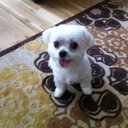 risa meyer - @shrink1111 - Twitter