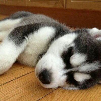 SamuelFonta's profile picture. Se tu mismo siempre, jamás dejes que nadie te diga que no puedes hacer algo.