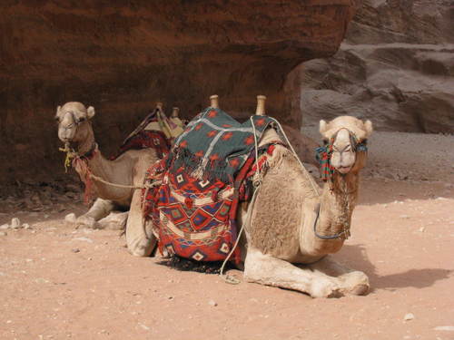 traeh79's profile picture. Stop killing the wolves & every other animal on the damn planet!