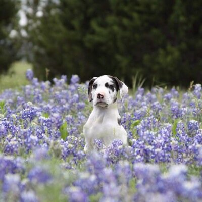 We are a small pet breeder family that loves and respects our babies as much as they love and respect us. They live with us and play and grow with us. :)