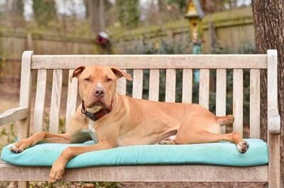 _AdoptUs's profile picture. Adopt, don't shop!