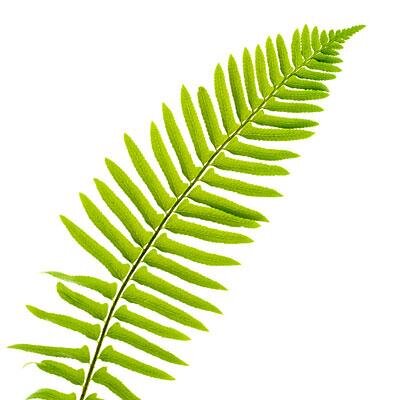 theswordfern's profile picture. Book Collector, Seed Sower, Truth Seeker Don’t hold it against me because  the place I call home is the most poorly governed city in America.
