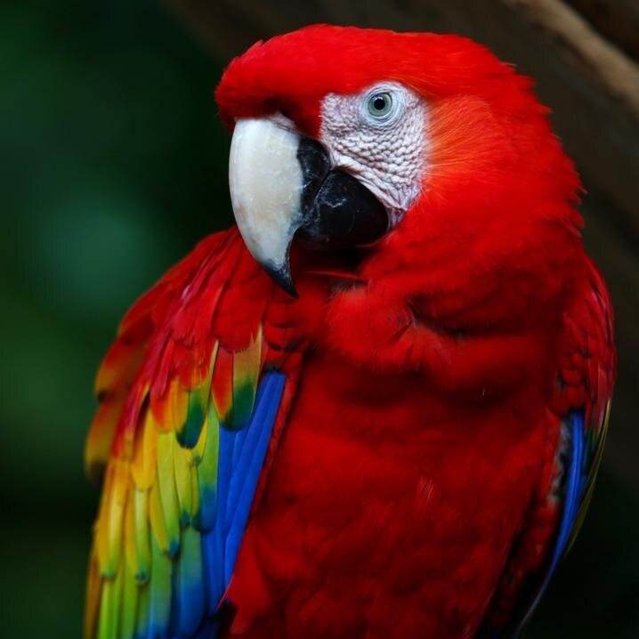 PCFinsandWings's profile picture. Paws, Claws, Fins, & Wings : A Blog for Animal Lovers