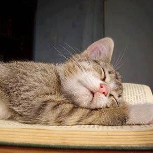 darkhun38216342's profile picture. 