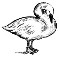 Cygnet Kitchen (@cygnetkitchen) 's Twitter Profile