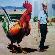 lncisb's profile picture. Created in hommage of Hollywood Babble-On! If you havent already, download the podcast! Not associated with Hollywood Babbel-on! Just sharing LNCISB facts!