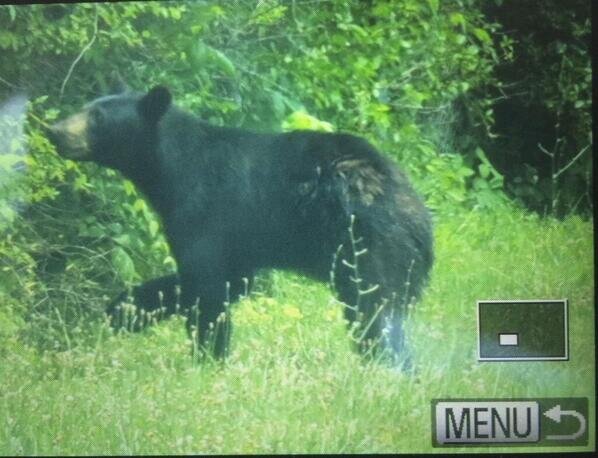 I am just a bear looking for my boo. Game Warden's been tracking me since Friday but this bear's gotta live! If you see me out, tag me!