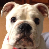 Redshergar's profile picture. Greyhound & Horse racing enthusiast. Proud owner of a British Bulldog & some Super Greyhounds including Signet Otis & the 1st Flo & 2nd Vera in the 2018 Oaks