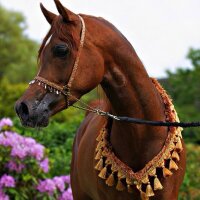 سفير الاحساء (@alprans50) 's Twitter Profile