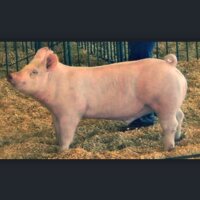 Grow 'Em & Show 'Em (@lifeofashowgal) Twitter profile photo
