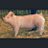 LifeOfAShowGal's profile image