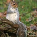 Christopher Hirsch - @clumsySquirrel4 - Twitter