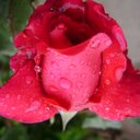 Araceli Espino - @harem68 - Twitter