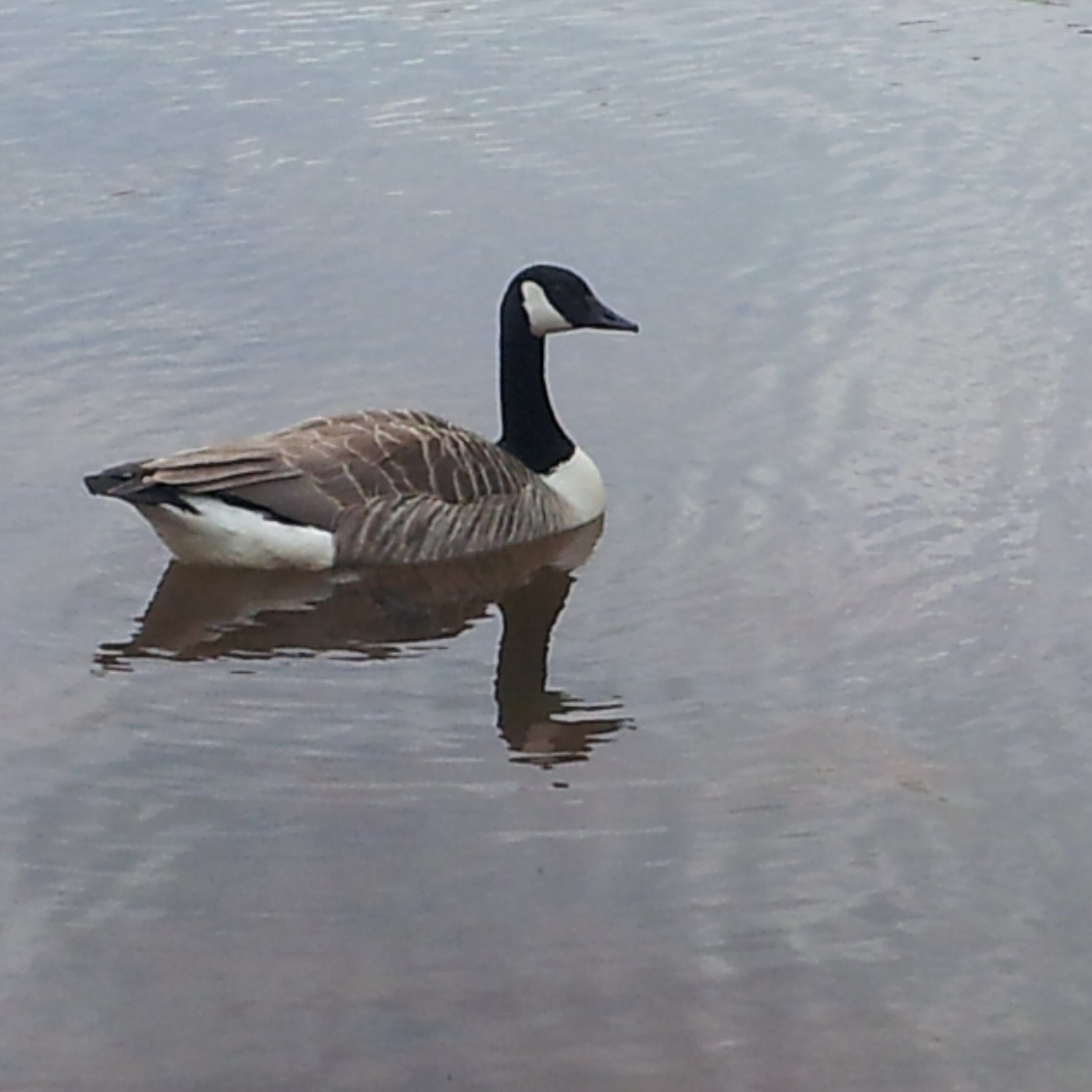 RicciBeest's profile picture. I talk utter nonsense